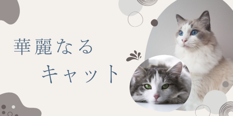 華麗なるキャット